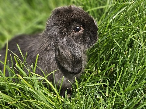 Holland Lop – Easter bunnies – Chandler