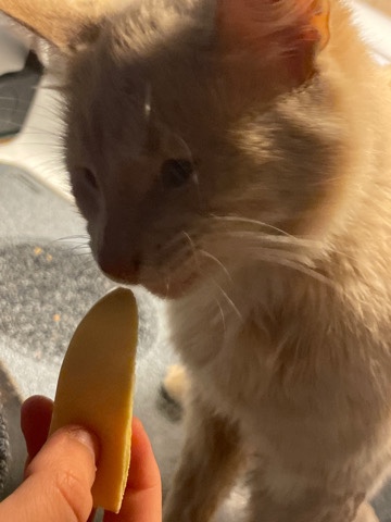Sam the cat