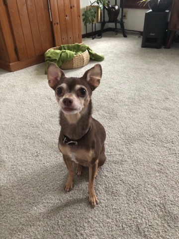 Chihuahua – Free Chihuahua