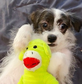 Chihuahua – Chihuahua terrier