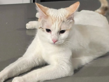 American Shorthair – young female cat – Rio Rancho