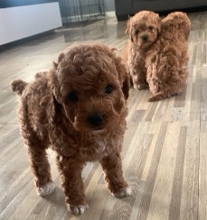 toy puddles