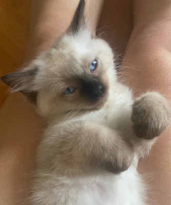 Ragdoll - Adorable Purebred Ragdoll Kittens available for adoption in Brisbane