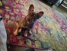 French Bulldog – French bulldog – Sugar Hill