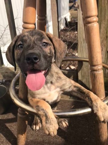 Great Dane – Great Dane Pit Mix Puppies