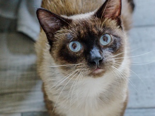 Siamese – Siamese Cat Needs Home – Sunrise