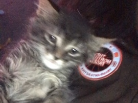 Maine Coon – Beautiful Maine Coon Kitten Available for Rehoming in Fulton – Fulton