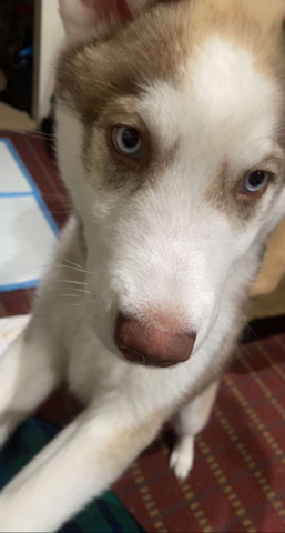 Siberian Husky – Luna