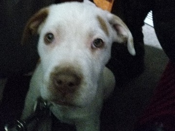 Berger Picard – bull mastiff/ American Pitbull mix – Las Cruces