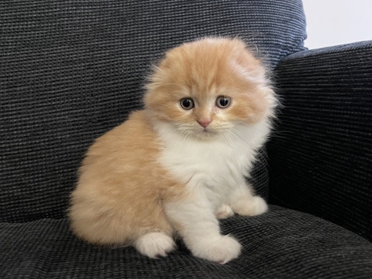 Scottish Fold – Scottish Fold Kittens