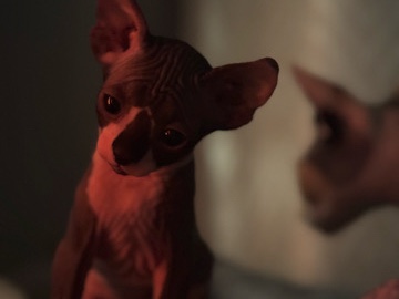 Sphynx – Sphynx kittens – Rochester