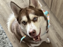 Siberian Husky – husky – Houston