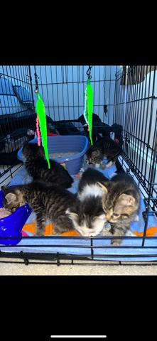 Kittens 6 weeks Old