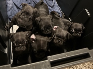 9-Week-Old Pug Puppies Ready for Loving Homes – Re