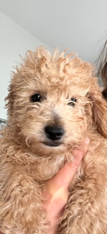 Poodle – Schnoodle puppies ready for their forever sofa