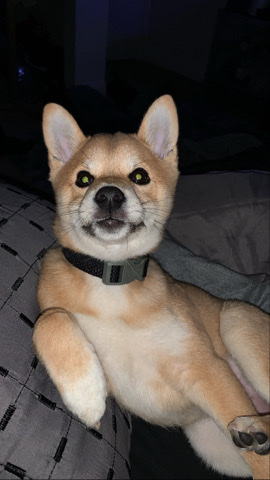 Shiba Inu – Shiba Inu for Sale