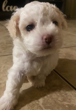 Maltipoo’s