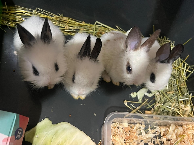 baby bunnys