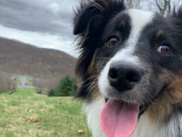 Australian Shepherd – Cutest Aussie Boy Looking for a New Home