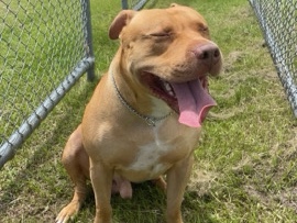 American Pit Bull Terrier – His name is Boy American staffey – Mermaid Beach