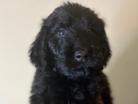 Goldendoodle – Goldendoodle Puppies – Houston