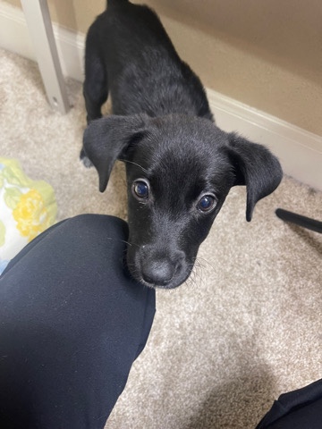 Labrador Retriever – Selling Labrador Retriever