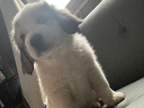 St. Bernard – Saint Benard/Great pyrenees puppies – Eastborough