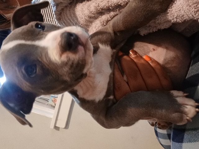 American Pit Bull Terrier – American Pit Bull puppies
