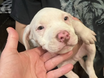 American Pit Bull Terrier – newborn pitbull puppies – Longmont