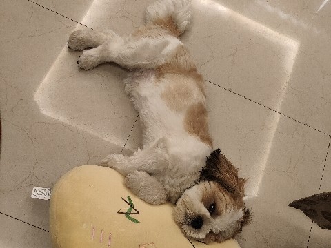 Lhasa Apso – i want home to my pet..jaha bache ho ya fir jaha pehle se hi pet ho female to ye reh lega..mera 10 days ka baby hai..mujhe akele bhot problem ho Rahi hai maine isko bache ki terha rakha.. – New Delhi