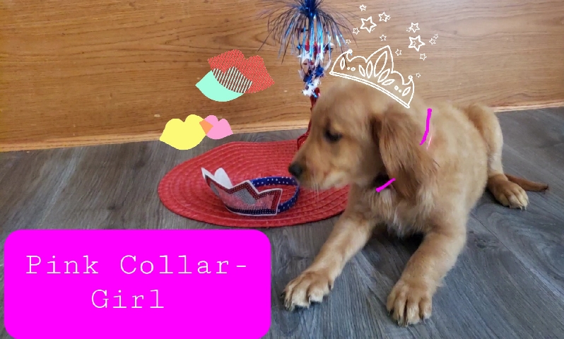 Golden Retriever – Purebred Golden-Pink Collar Girl