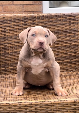 American Bulldog – pocket bully pups