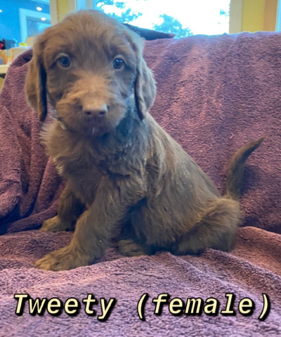 Poodle – labradoodle puppies