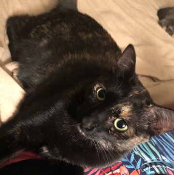 American Shorthair – Oni The Torti