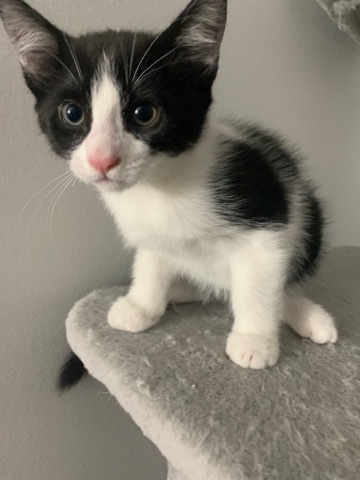 Black and White Kitten!