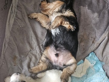 Yorkshire Terrier – yorkie puppies – Hillsboro