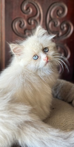 Ragdoll – Ragdoll Male Kitten