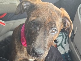 American Pit Bull Terrier – Bean/Beaner – Farmington
