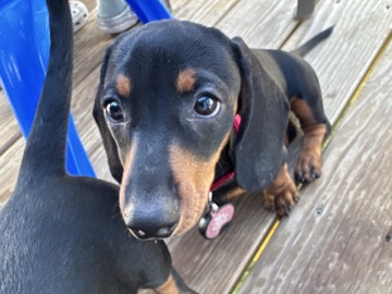 Dachshund Puppies!