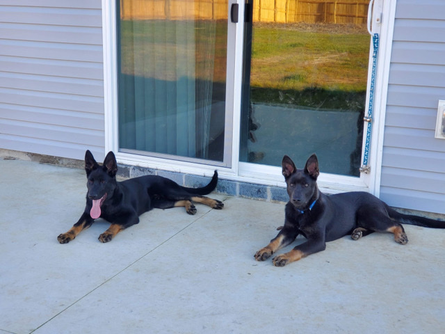 German Shepherd – German Sheperds looking for a home