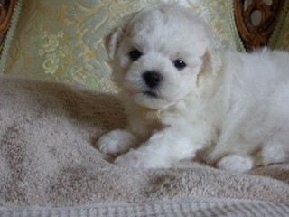 Others - bichon frise puppies available for rehoming available for adoption in London
