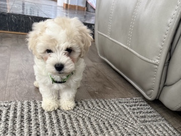 Maltipoo – toy maltipoo – Hesperia