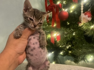 Rehome – Houston