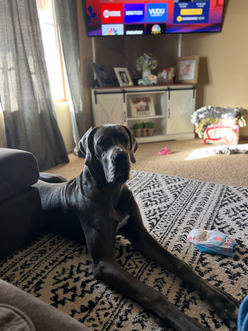 Great Dane – German Great Dane