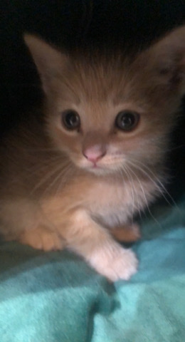 kitten
