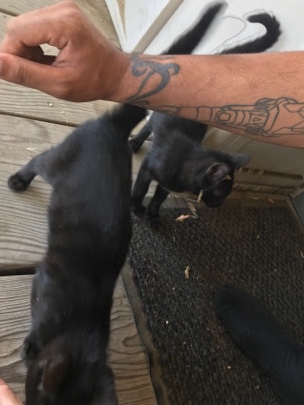 Hershey and Snickers
