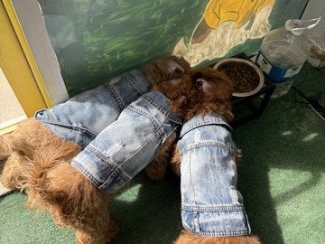 Cavapoo – 3 Cavapoos – Lawrenceville