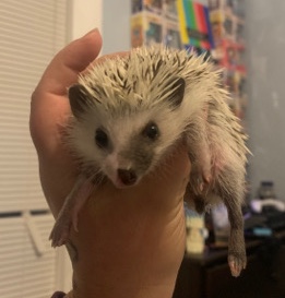 hedgehog – Two-Faced