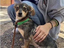 Dachshund – Dachshund/Chihuaha Mix – Tempe