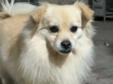 Armenian Gampr dog – cutey – Riyadh
